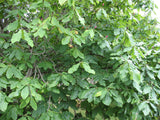 Magnolia acuminata | Cucumber Tree | 10_Seeds