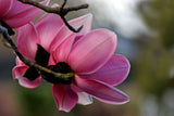 Magnolia campbellii | Pink Tulip | Campbells & Himalayan Magnolia Tree | 5_Seeds
