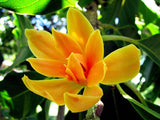 Magnolia champaca | Yellow Jade Orchid Tree | 5_seeds
