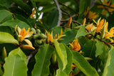 Magnolia champaca | Yellow Jade Orchid Tree | 5_seeds