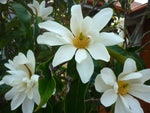 Magnolia doltsopa | Sweet Michelia | 5_Seeds