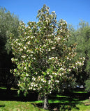 Magnolia doltsopa | Sweet Michelia | 5_Seeds