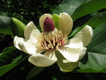 Magnolia hypoleuca | Japanese Bigleaf | Whitebark | 5_Seeds