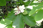 Magnolia hypoleuca | Japanese Bigleaf | Whitebark | 5_Seeds