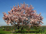 Magnolia soulangeana | Tulip Tree | 5_Seeds