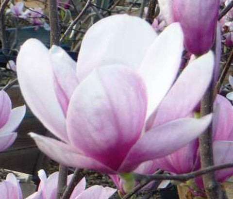 Magnolia soulangeana | Tulip Tree | 5_Seeds