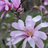 Magnolia x loebneri | Loebner & Saucer Magnolia | Leonard Messel | 10_Seeds