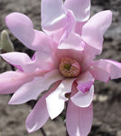 Magnolia x loebneri | Loebner & Saucer Magnolia | Leonard Messel | 10_Seeds