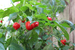 Capsicum baccatum Malawi Pepper | 20_Seeds