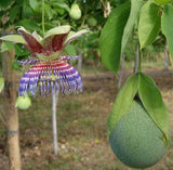 Passiflora maliformis | Conch Apple | Sweet Calabash | Sweet Cup | 20_Seeds