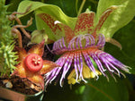 Passiflora maliformis | Conch Apple | Sweet Calabash | Sweet Cup | 20_Seeds