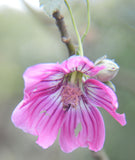 Malva assurgentiflora | Lavatera | Island Tree Mallow | 10_Seeds