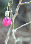 Malva assurgentiflora | Lavatera | Island Tree Mallow | 10_Seeds