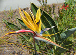 Strelitzia reginae Mandela Gold | 5_Seeds