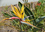 Strelitzia reginae Mandela Gold | 5_Seeds