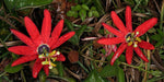 Passiflora manicata | Red Passion Flower | 10_Seeds