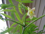 Manihot esculenta | Tapioca | Cassava | Yuca | Manioc | Mandioca | 10_Seeds