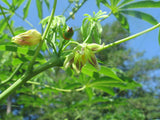 Manihot esculenta | Tapioca | Cassava | Yuca | Manioc | Mandioca | 10_Seeds