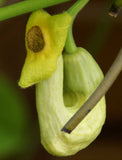 Aristolochia manshuriensis | Birthwort | Manchurian pipevine | 100_Seeds