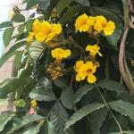 Markhamia lutea | Nile Trumpet & Tulip | Siala Tree | 20_Seeds