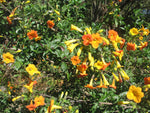Streptosolen jamesonii | Marmalade Bush | Orange Browallia |Firebush | 200_Seeds