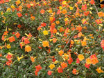 Streptosolen jamesonii | Marmalade Bush | Orange Browallia |Firebush | 200_Seeds
