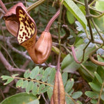 Aristolochia maxima | 5_Seeds