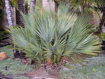 Nannorrhops ritchiana | Mazari Palm | 5_Seeds