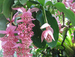 Medinilla magnifica | Showy | Philippine orchid | 10_Seeds