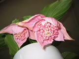 Medinilla magnifica | Showy | Philippine orchid | 10_Seeds