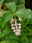 Medinilla myriantha | Malaysian Orchid | Malaysian Grapes | 20_Seeds