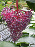Medinilla myriantha | Malaysian Orchid | Malaysian Grapes | 20_Seeds