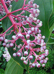 Medinilla speciosa | Showy Asian Grapes | 20_Seeds