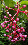 Medinilla speciosa | Showy Asian Grapes | 20_Seeds