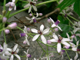 Melia azedarach | Bead Tree | Chinaberry | Cape Indian Persian Lilac | 5_Seeds