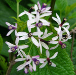 Melia azedarach | Bead Tree | Chinaberry | Cape Indian Persian Lilac | 5_Seeds