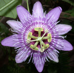 Passiflora menispermifolia | 5_Seeds