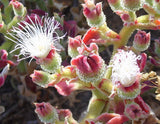 Mesembryanthemum crystallinum | Ice Plant | Crystalline Iceplant | 100_Seeds