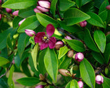 Michelia figo | Banana Shrub | Port Wine Magnolia | 10_Seeds
