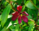 Michelia figo | Banana Shrub | Port Wine Magnolia | 10_Seeds