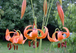 Lilium michiganense | Michigan Lily | 10_Seeds