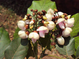 Millettia pinnata | Pongamia | Pongame Oiltree | Indian Beech | 5_Seeds