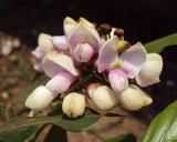 Millettia pinnata | Pongamia | Pongame Oiltree | Indian Beech | 5_Seeds
