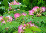 Albizia julibrissin | Mimosa Tree | 5_Seeds