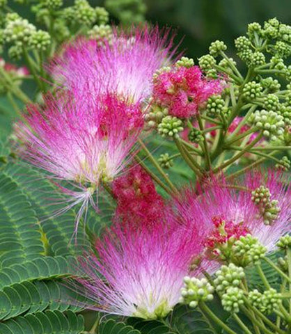 Albizia julibrissin | Mimosa Tree | 5_Seeds