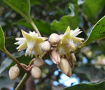 Mimusops elengi | Bakul Tree | Bullet Wood | Spanish Cherry| Red Condo | 5_Seeds