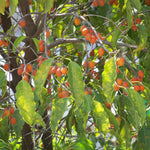 Mimusops elengi | Bakul Tree | Bullet Wood | Spanish Cherry| Red Condo | 5_Seeds