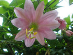 Passiflora mixta | Curuba de Indio &  Monte | Palta | 5_Seeds