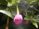 Passiflora tripartita mollissima | Banana Poke Passion Flower | 20_Seeds