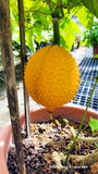 Momordica cochinchinensis | Gac Fruit | Chinese Spiny Bitter Cucumber | 5_Seeds